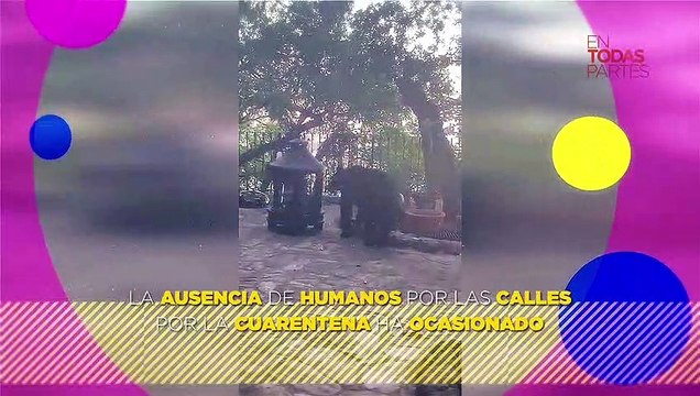 Osos invaden Nuevo León