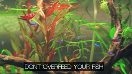 How to keep your tank crystal clear.