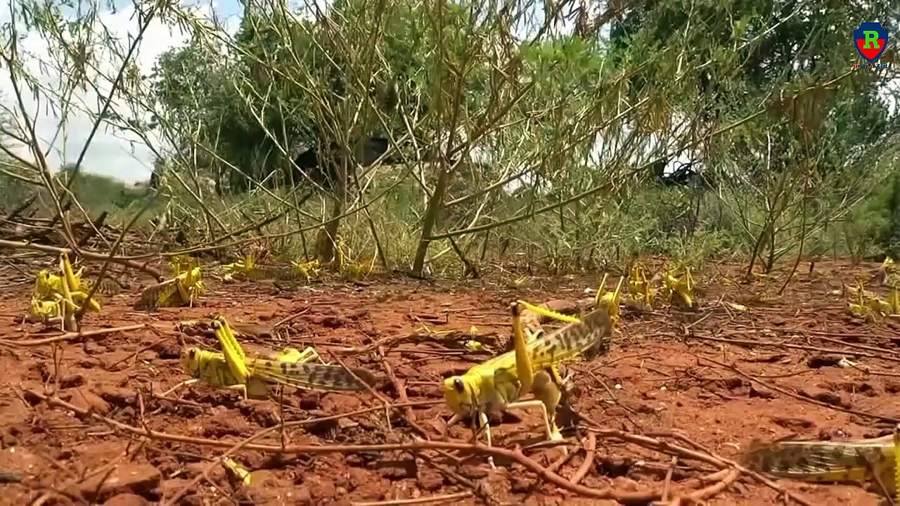 Locusts. Locusts are coming, more than 30 countries are expecting disaster.