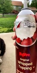 Four Doggos Try Whipped Cream for the First Time