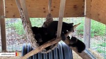 Eight Black Bear Cubs In Hammock Is The Cutest Thing You'll See Today