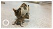Ibu kucing bawa anaknya yang sakit ke rumah sakit manusia - TomoNews