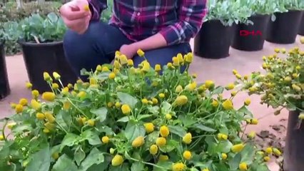 Yenilebilir çiçek salgın nedeniyle dalında kaldı