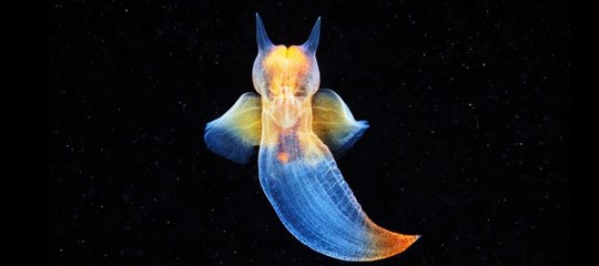 Il filme une créature magnifique et mystérieuse sous la banquise