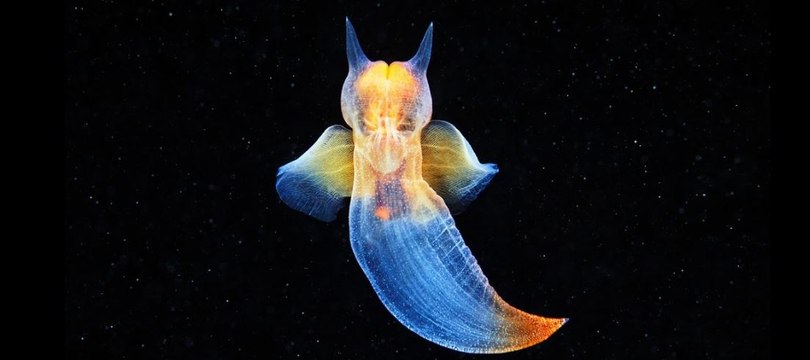 Il filme une créature magnifique et mystérieuse sous la banquise