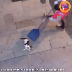Montélimar : la vidéo d'un chat balancé à la poubelle choque les internautes !