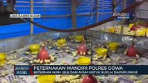 Berternak Ikan Lele Dan Ayam Untuk Suplai Dapur Umum