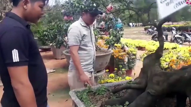 Cây khế hình... con chó trị giá gần nửa tỷ đồng gây xôn xao CĐM