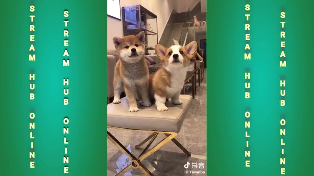 FUN CHALLENGE: Try NOT to laugh - Funny & cute dogs and kids II Adorable Babies Playing With Dogs and Cats - Funny Babies Compilation 2020 II Funniest Dogs and Cats - Awesome Funny Pet Animals Videos