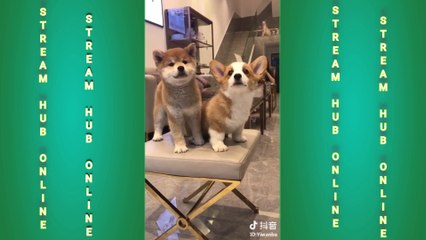 FUN CHALLENGE: Try NOT to laugh - Funny & cute dogs and kids II  Adorable Babies Playing With Dogs and Cats - Funny Babies Compilation 2020 II   Funniest  Dogs and  Cats - Awesome Funny Pet Animals Videos 