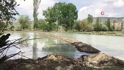 Ankara'da tek Nallıhan'da yapılan çeltik ekimi başladı