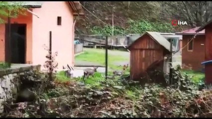 Turizm merkezi Uzungöl yaban hayvanlarına kaldı