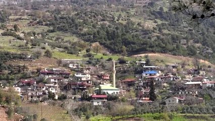 Yaşlı çift, evlerinin bir bölümünü kedilere yuva yaptı