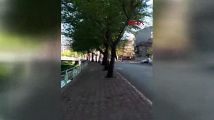 Kastamonu’da, ilçe merkezinde yavru karaca görüntülendi