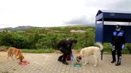 Tunceli'nin "Vefalı" yürekleri sokak hayvanlarını unutmadı