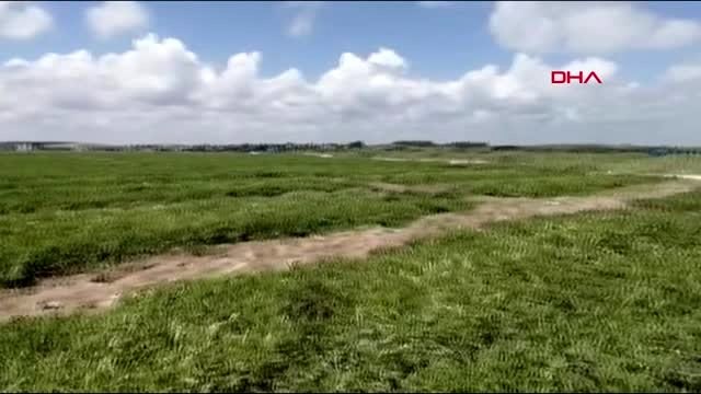 ADANA Karpuzda hasat için geri sayım başladı-1