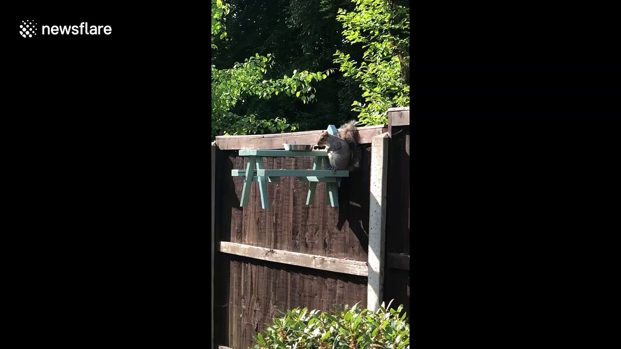 Squirrel has lunch on custom-made miniature picnic bench