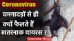 Coronavirus: Bats से ही क्यूं फैलते हैं हमेशा तबाही मचाने वाले Virus? | वनइंडिया हिंदी