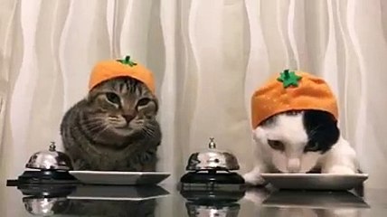 Cute and Funny Cat Videos to Keep You Smiling!
