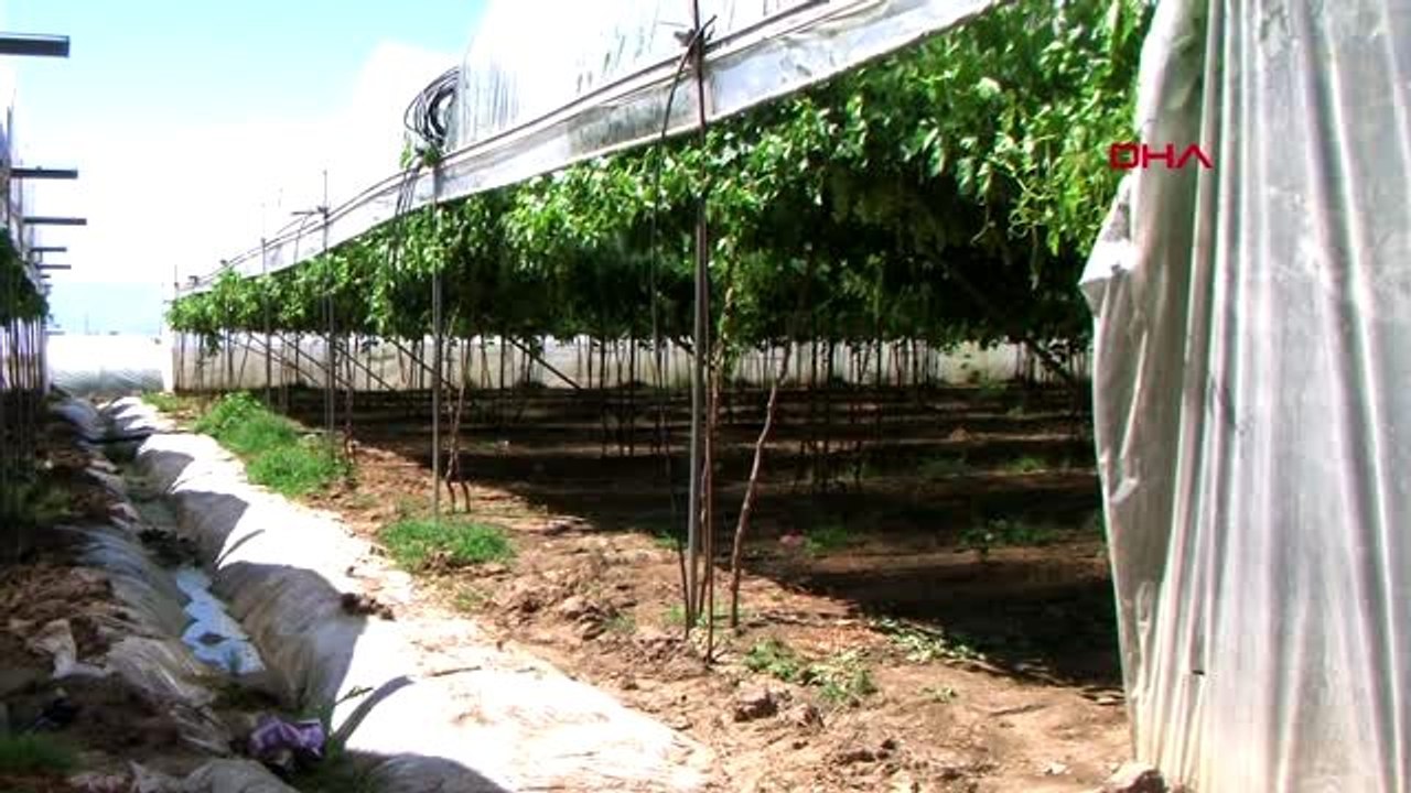 MERSİN Türkiye'nin ilk örtü altı üzüm hasadı yapıldı