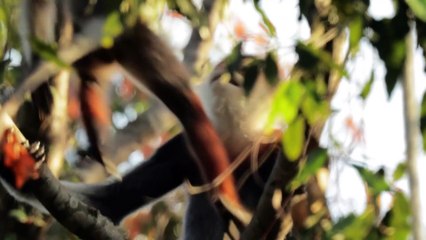 This Endangered Monkey is One of the World’s Most Colorful Primates - Short Film Showcase