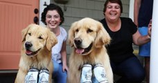 Confinement : deux chiens accompagnent leurs maîtres pour livrer de la bière à domicile
