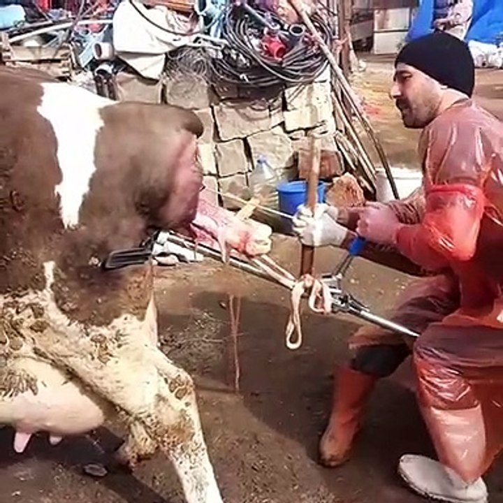 Cow given birth manually