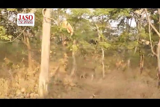 A Trip to Panna Tiger Reserve or Panna National Park MP Tourism II Panna Tiger Reserve Forest Safari