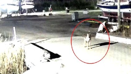 Kümese dadanan kurt, güvenlik kamerasına yansıdı
