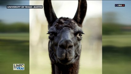 Les anticorps du lama belge sont regardés de très près par les chercheurs