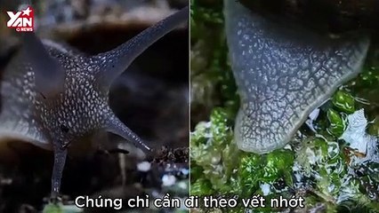 Cận cảnh mùa yêu đương đầy hoang dại của loài ốc sên