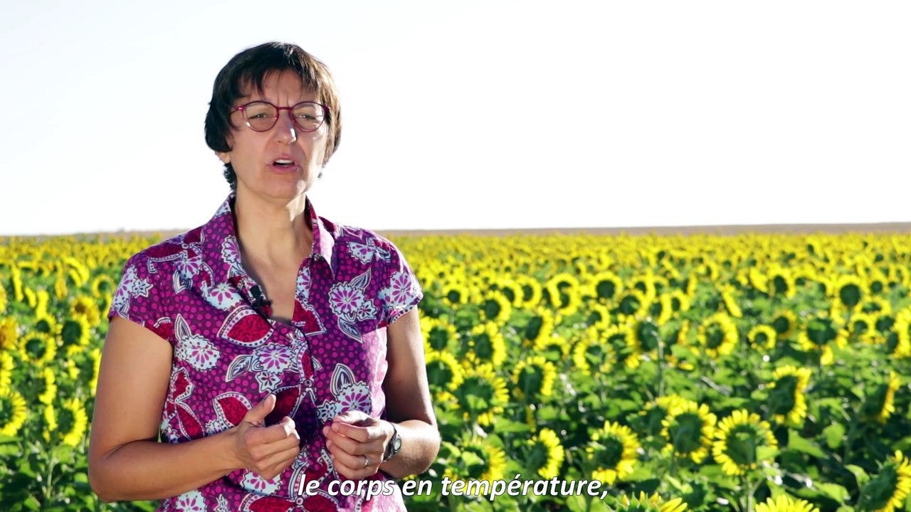 Une saison sans soucis, la cueillette de melon - le corps en action : le préparer, le préserver 1/4
