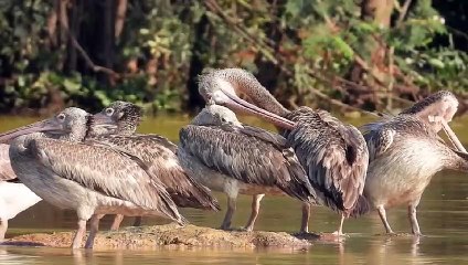 Beauty of Nature ( Beautiful Birds)