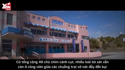 Cá heo bị bỏ rơi chờ chết ở công viên nước Nhật Bản