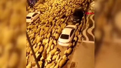 Van'da şehir merkezinden geçen koyun sürüsü şaşırttı