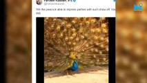 Peacock unfurls his feathers to impress peahen, watch viral video