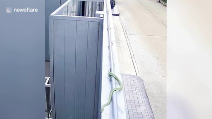 Snake takes a tumble when attacking lizard in Bangkok