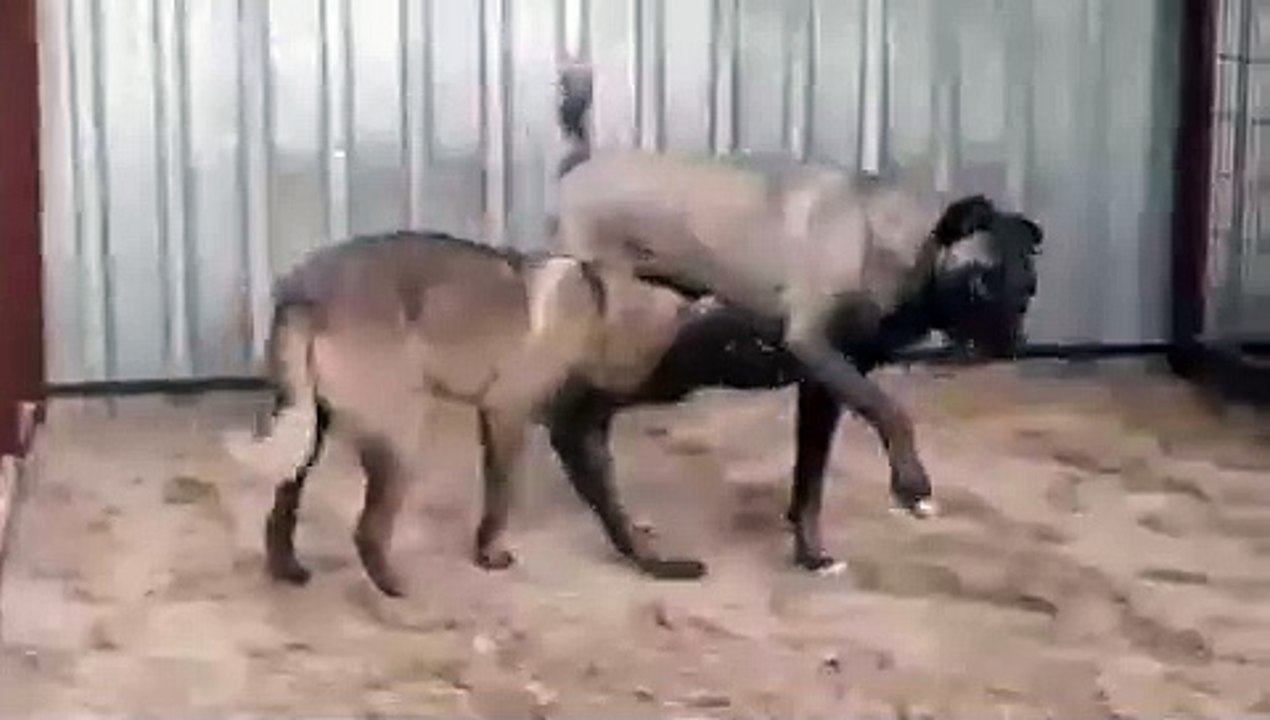 PANTER KANGALLARIN OYUNU PANTER KANGAL DOG PLAYS