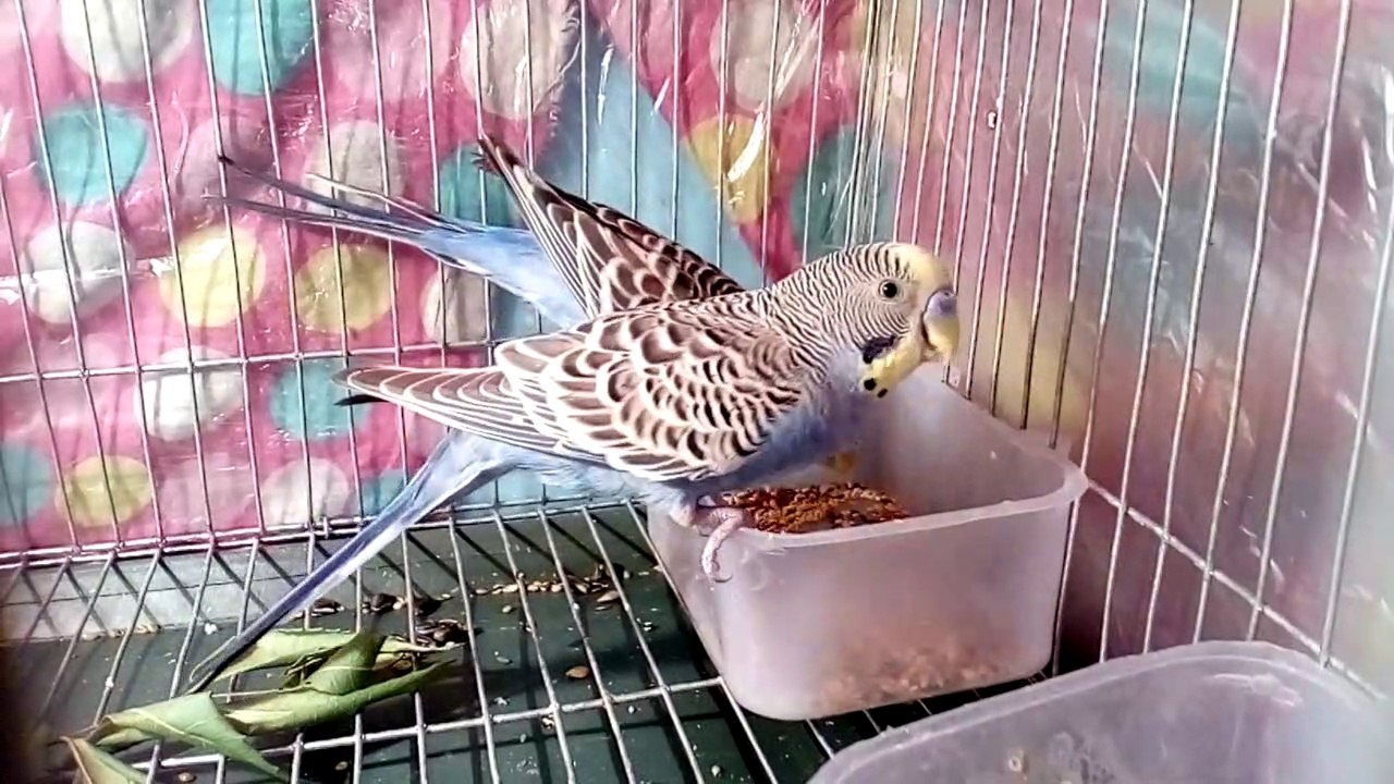 Bird's Eating Time