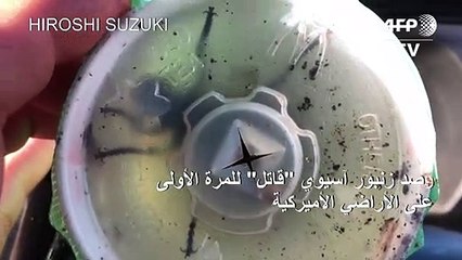 رصد زنبور آسيوي "قاتل" للمرة الأولى على الأراضي الأميركية