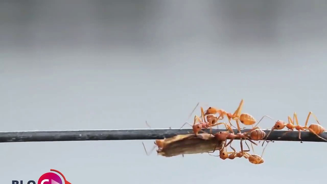 Robot Anit| Best amazing robot