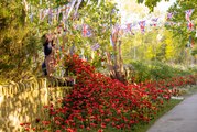 Silk poppies surround Yorkshire village to mark the 75th anniversary of VE Day