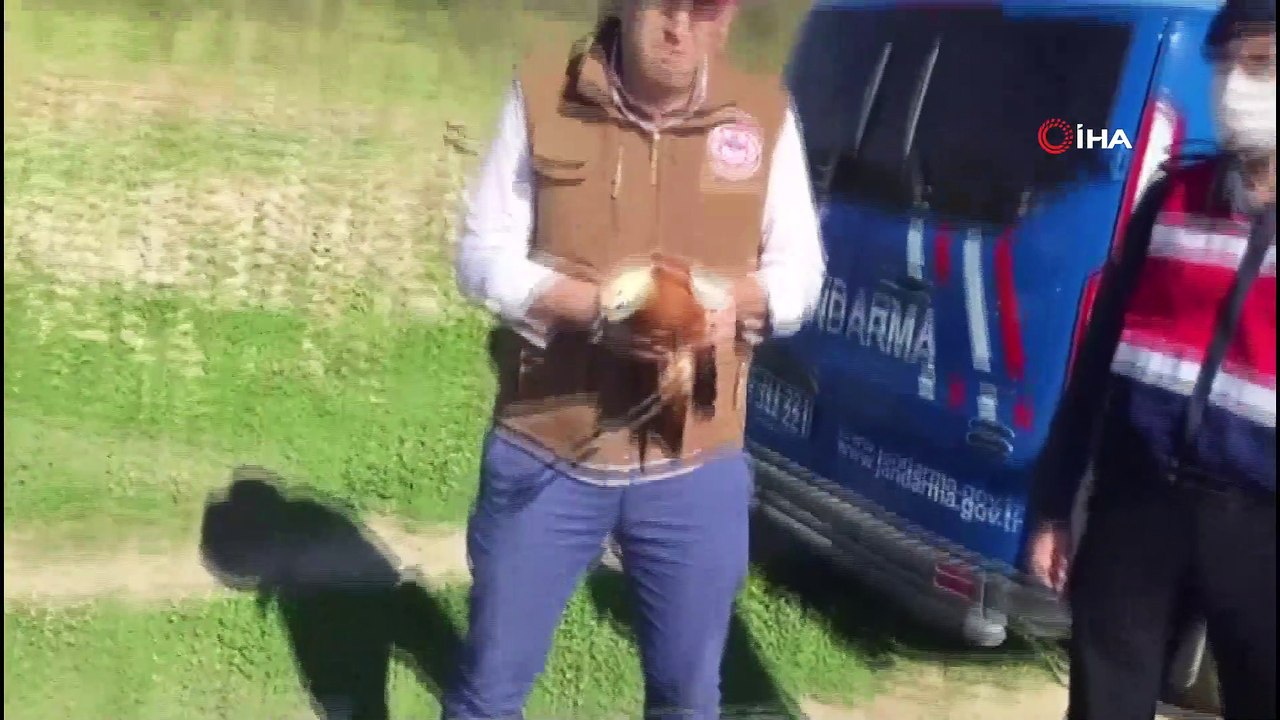 Jandarmanın kedilerden kurtardığı Angut kuşları doğaya salındı