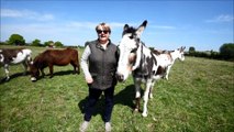 Blackpool donkeys still on holiday in Wigan!