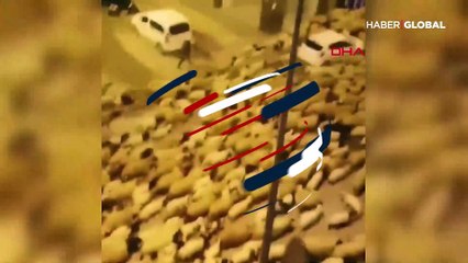 Pencereden bakan şaşkına döndü! Kent merkezinden sürü geçti