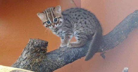 Deux des plus petits et plus rares chats du monde sont nés en Angleterre