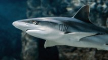 Avistan un tiburón de cuatro metros nadando cerca de la orilla en una playa española