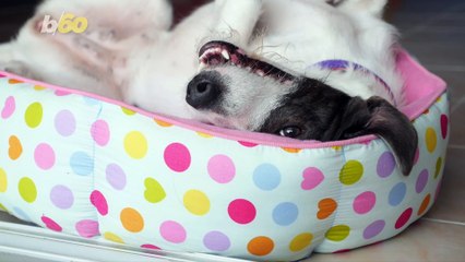 This is Why Your Dog Walks In Circles Before Lying Down