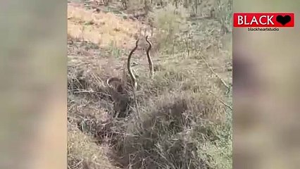 Naag Naagin Dance | नाग नागिन नृत्य | Real Snake Dance At Forest