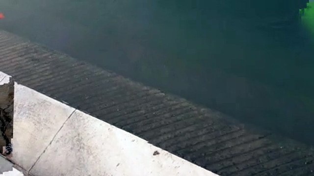 स्वर्ण मंदिर, अमृतसर, पंजाब, भारत के जल में स्वर्ण मछलिया .......अद्भुत नज़ारा.............Golden Fishes At Water Of Golden Temple, Amritsar, Punjab.